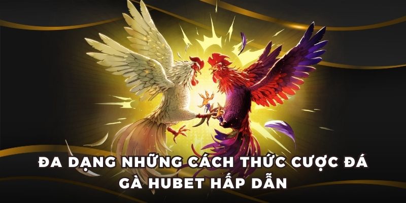 Đa dạng những cách thức cược đá gà Hubet hấp dẫn