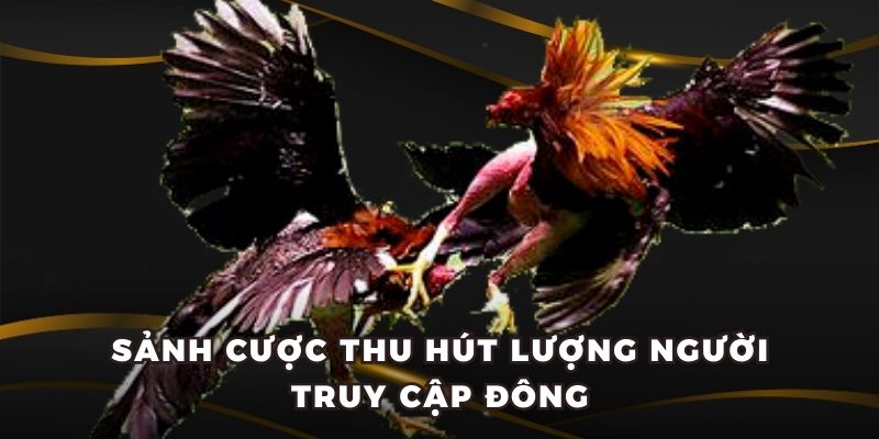 Sảnh cược thu hút lượng người truy cập đông