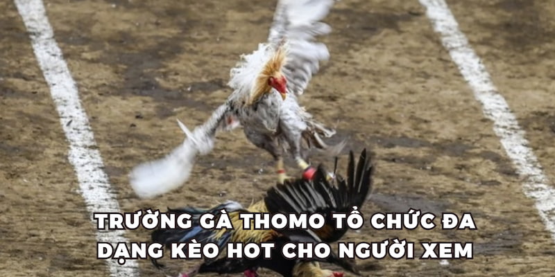 Trường gà Thomo tổ chức đa dạng kèo hot cho người xem