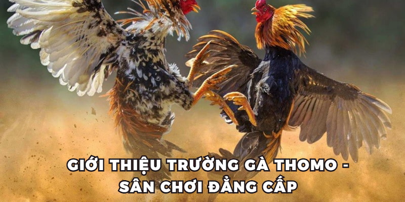 Giới thiệu trường gà Thomo - sân chơi đẳng cấp