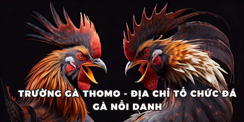 Trường gà Thomo