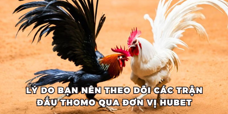 Lý do bạn nên theo dõi các trận đấu Thomo qua đơn vị HUBET